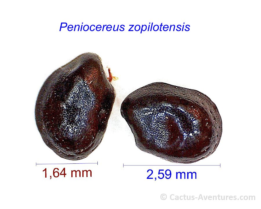 Peniocereus zopilotensis JM